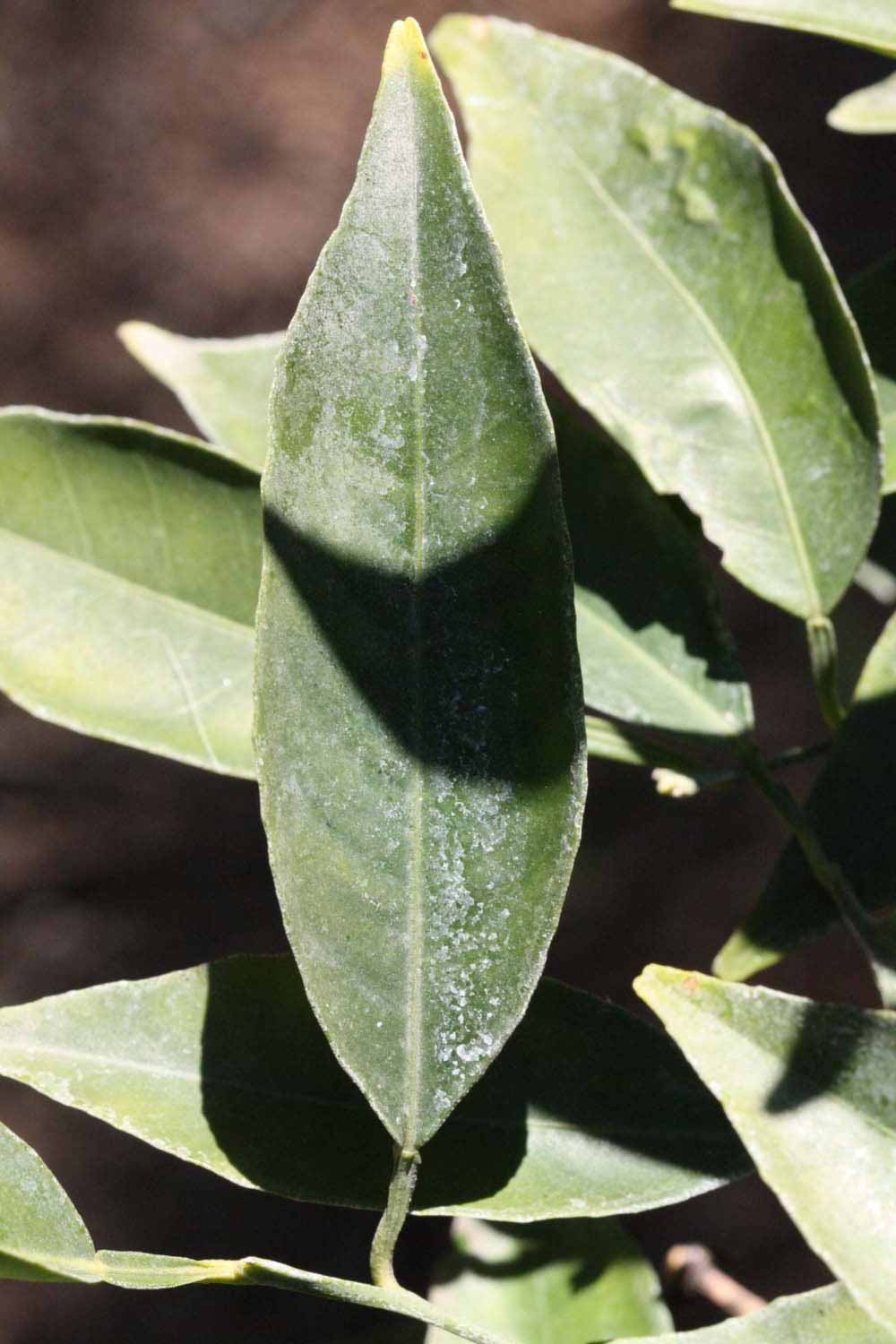              Unifoliolate leaf (Riverside, CA)       